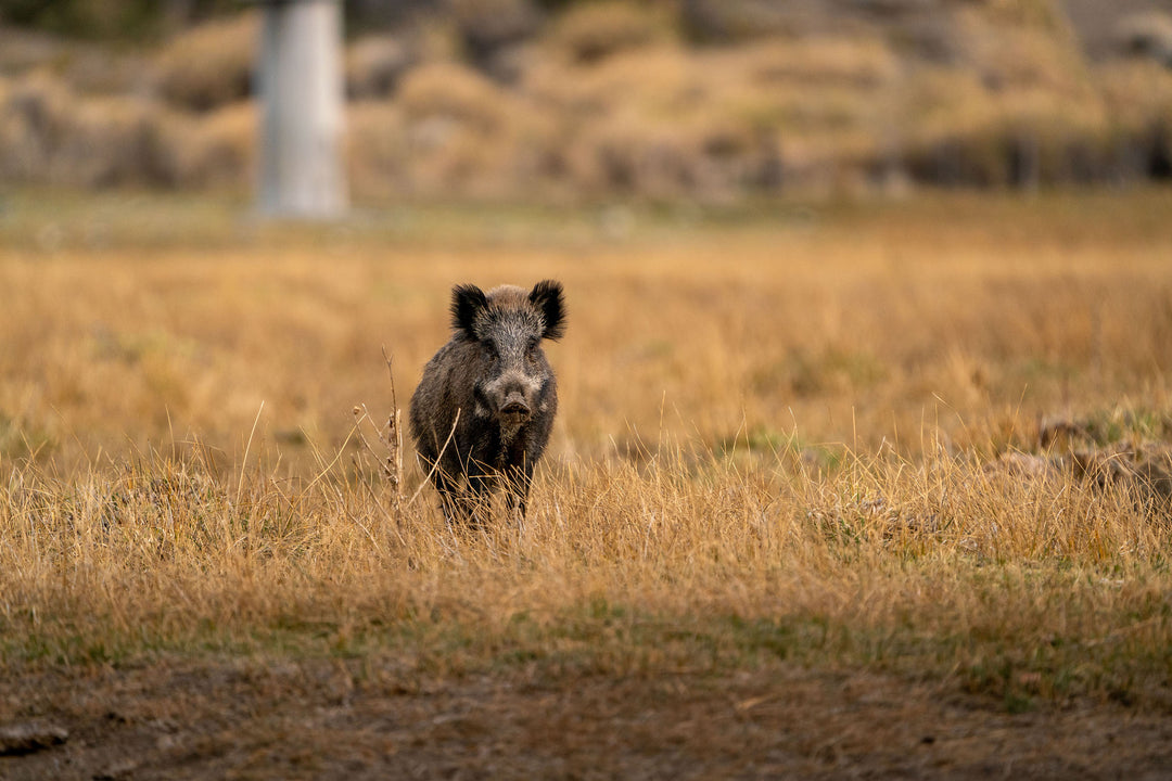 Hog Scent Field Trials